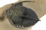 Flying Zlichovaspis Trilobite With Small Crotalocephalina #339954-2